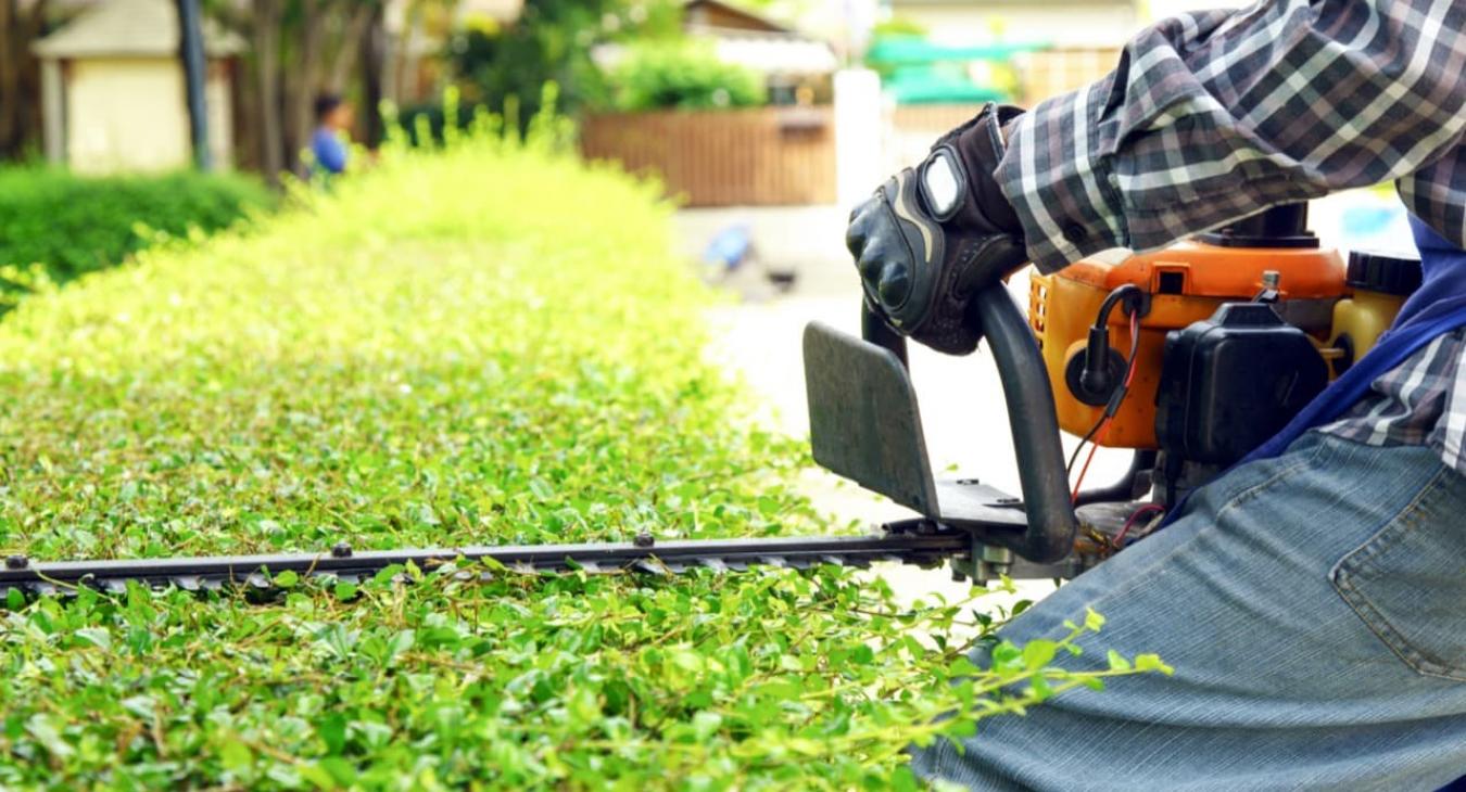 Taille de haies & Débroussaillage